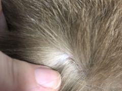 -美联众合动物医院·24h京西诊疗中心