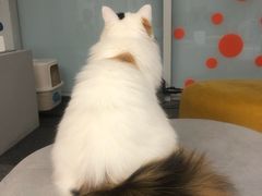 -米宠家·撸猫猫咖·专业洗猫·猫咪寄养(高新大都荟店)