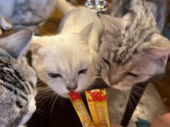 -猫猫幼稚园·撸猫·桌游·电玩