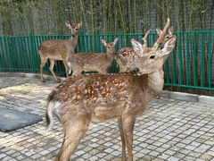 -北京野生动物园