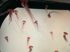 -沈阳海洋探索中心