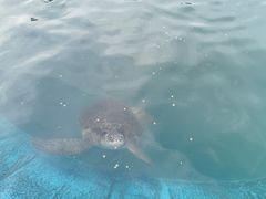 -广东惠东海龟国家级自然保护区