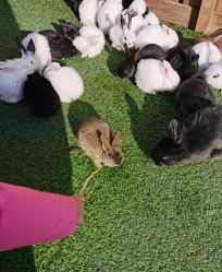 -萌宠亲子动物乐园(槐房万达店)