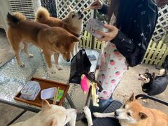 -柴犬高等学院·狗咖·柴犬售卖·宠物训练