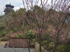 -杭州半山国家森林公园