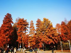 -东湖磨山景区