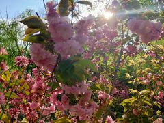 -南汇桃花村