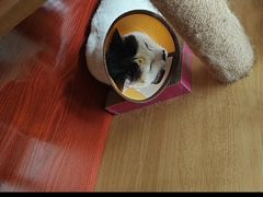 -御宝贝·A梦猫科宠物医院(国际猫友好医院)