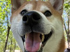 -爪吧宠物乐园 (温榆河示范区店)