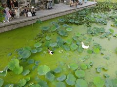 -莲湖公园