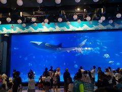 -烟台海昌鲸鲨海洋公园