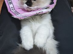 -瑞鹏宠物医院·超声·骨科·奇麟分院(蜀都万达店)