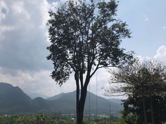 -大树秋千