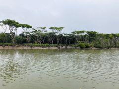 -东寨港红树林旅游区