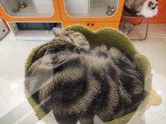 -三花喵·撸猫购宠·宠物生活馆(虹桥南丰城店)