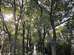 -溱湖国家湿地公园