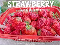 -胜丰草莓采摘园