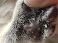 -暖阳宠物医院·犬猫康复中心·骨科