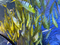 -太平洋海底世界