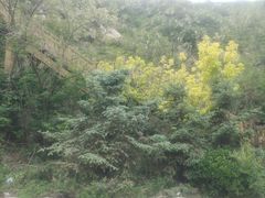 -大连植物园