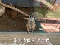 -大连森林动物园