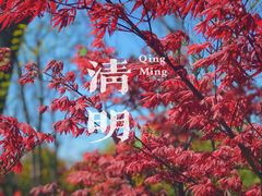 -顾村公园