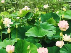 -莲花池公园