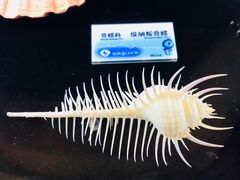 维纳斯骨螺-贝壳梦幻世界