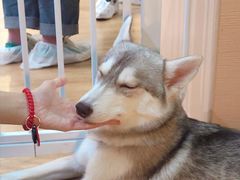 -Husky Go! 哈士奇体验馆·宠物咖啡厅狗咖