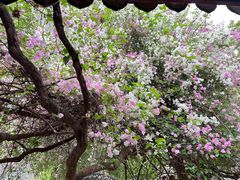 -深圳国际园林花卉博览园