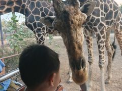 -清迈夜间动物园