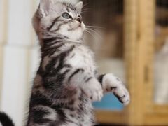 -东方名猫馆·英短金渐层布偶猫舍(环线广场1号楼店)