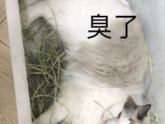 -安格丽娜·狗咖·猫咖羊驼咖(春熙路百盛商场店)