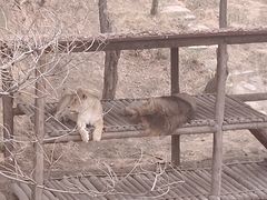 -石家庄市动物园