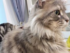 -楼上猫咖(罗湖店)