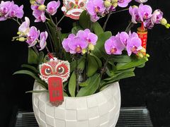 -拾花记花艺·求婚·订婚·生日布置(高新店)