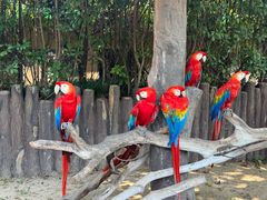 -上海野生动物园老虎餐厅