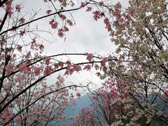花溪景-九皇山景区