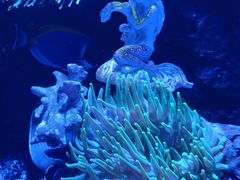 -太平洋海底世界