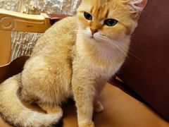 -猫小院猫主题餐厅(南锣旗舰店)