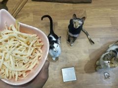 -猫色咖啡·猫咖