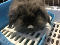 -猫猫幼稚园·撸猫·桌游·电玩