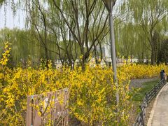 -大兴滨河森林公园