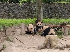 -都江堰中华大熊猫苑