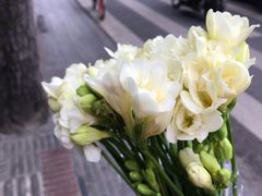 -泡桐树街
