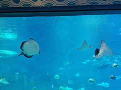 -烟台海昌鲸鲨海洋公园