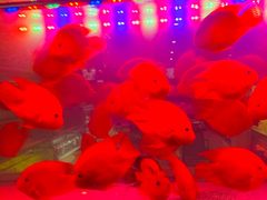 -中环花鸟鱼虫市场