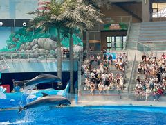 -海合安成都极地海洋公园