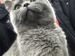 -伟伟宠物医院·瑞派猫友好医院·猫科(光谷店)