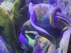 -太平洋海底世界